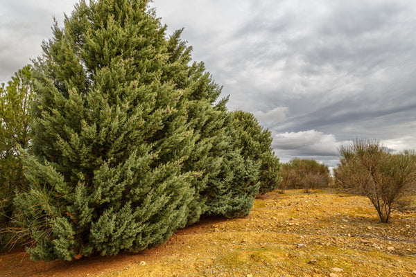 How to Grow & Care for an Arizona Cypress