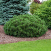 Iseli® Slowmound Mugo Pine Shrub