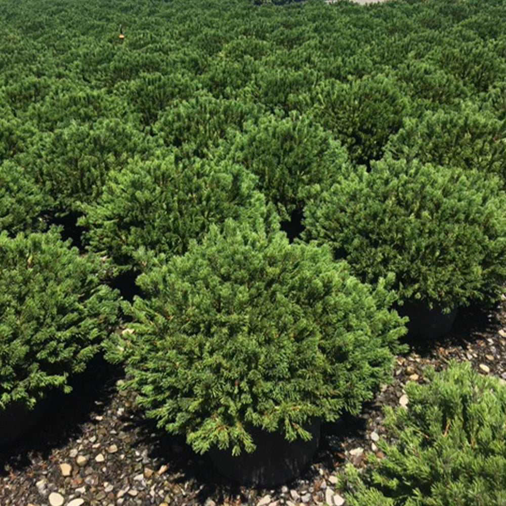 Iseli® Slowmound Mugo Pine Shrub