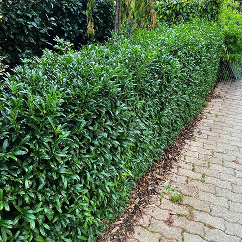Sofia® Cherry Laurel Bush