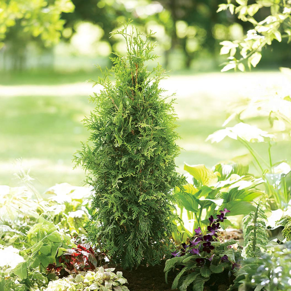 Proven Winners® Spring Grove Shrub