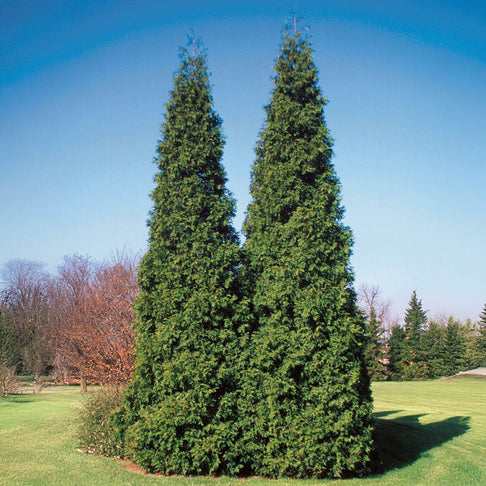 Proven Winners® Spring Grove Shrub