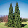 Proven Winners® Spring Grove Shrub