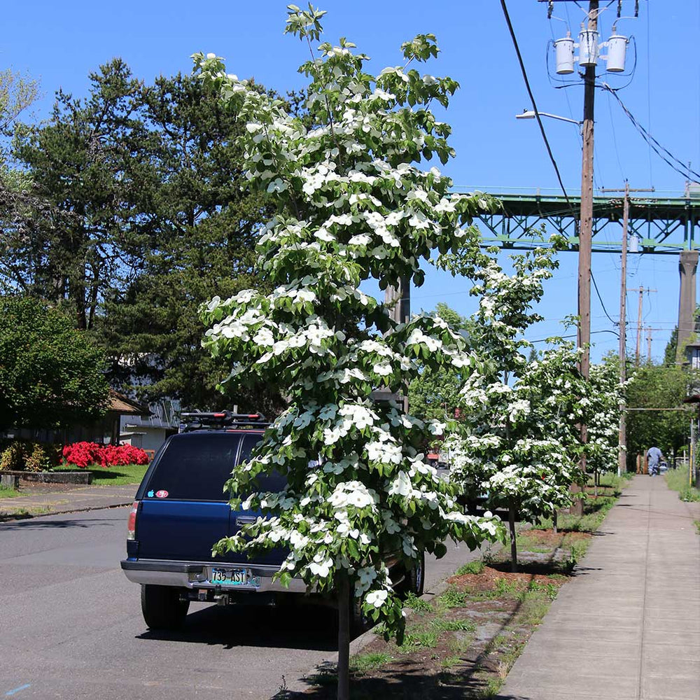Starlight® Dogwood Tree