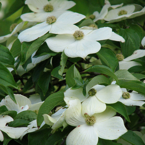 Starlight® Dogwood Tree