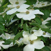 Starlight® Dogwood Tree