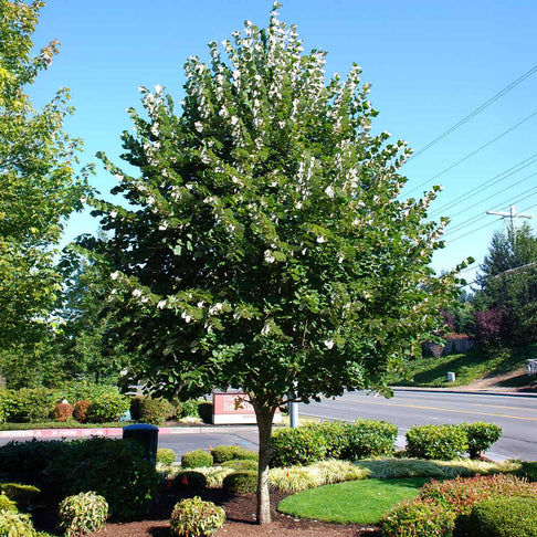 Sterling® Linden Tree