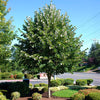 Sterling® Linden Tree