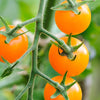 Sungold Cherry Tomato Plant - USDA Organic
