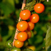Sungold Cherry Tomato Plant - USDA Organic