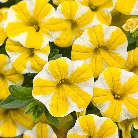 Proven Winners®  Superbells® Lemon Slice Calibrachoa
