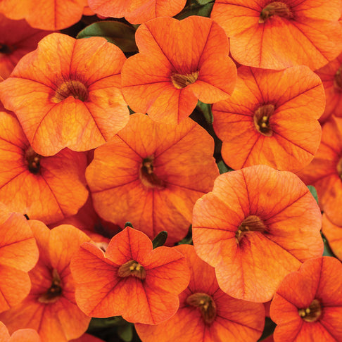 Proven Winners®  Superbells® Dreamsicle Calibrachoa