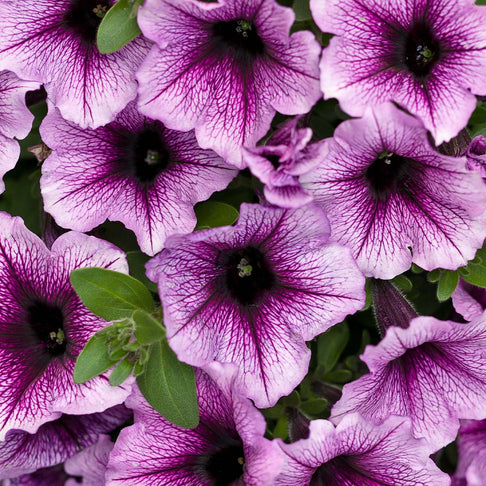 Proven Winners®  Supertunia® Bordeaux™ Petunia