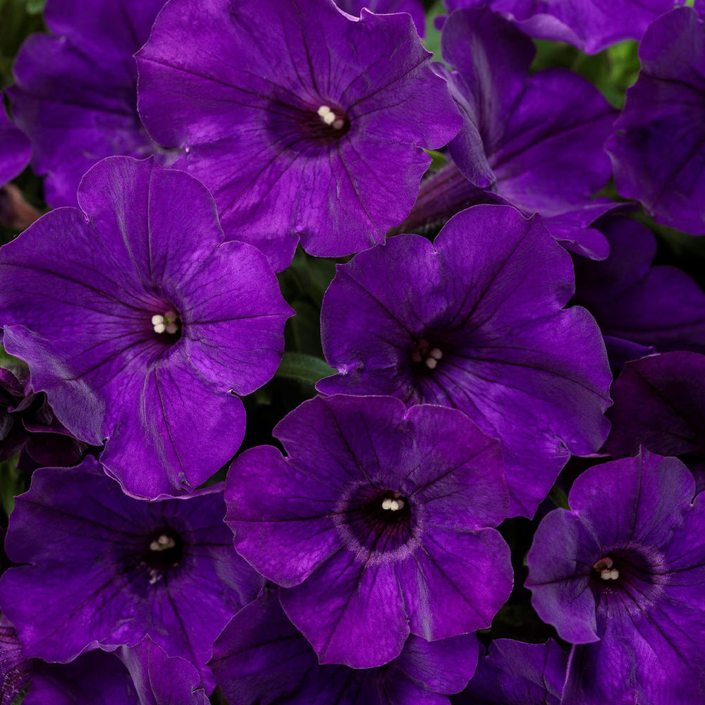 Proven Winners Supertunia® Royal Velvet Petunia