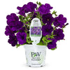 Proven Winners Supertunia® Royal Velvet Petunia