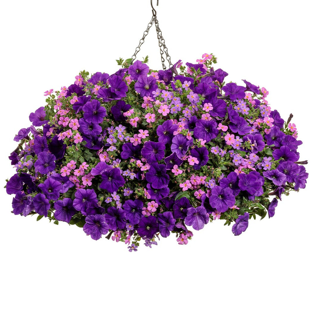 Proven Winners Supertunia® Royal Velvet Petunia