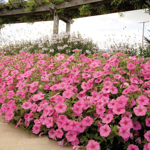 Proven Winners®  Supertunia Vista® Bubblegum Petunia