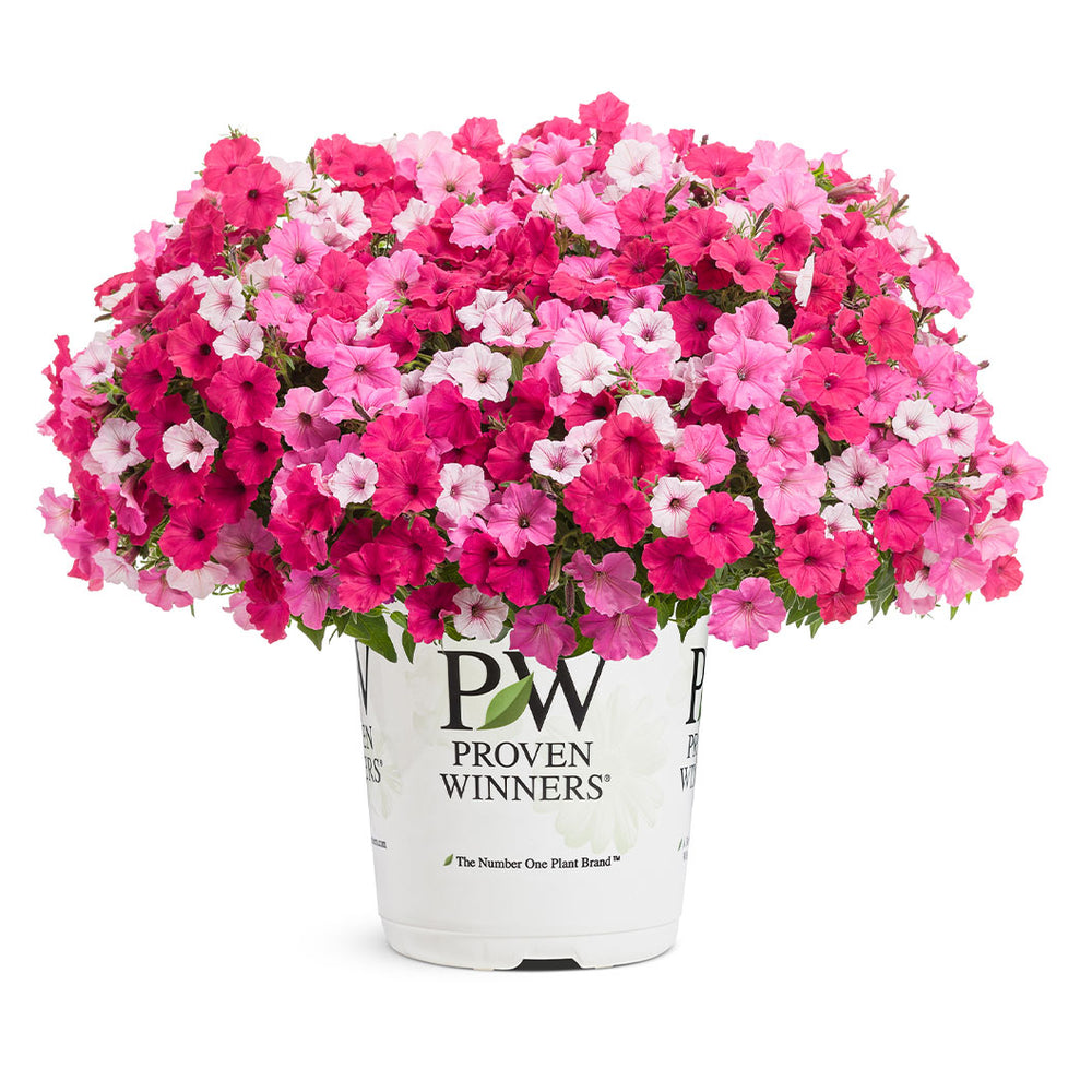 Proven Winners Supertunia Vista® Bubblegum Petunia