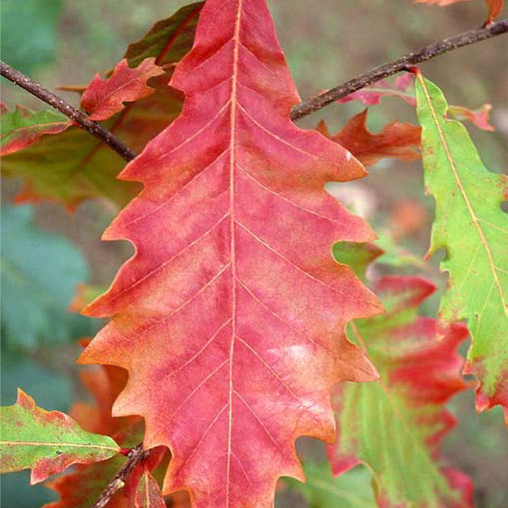 Swamp White Oak Tree