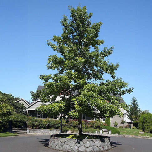 Swamp White Oak Tree