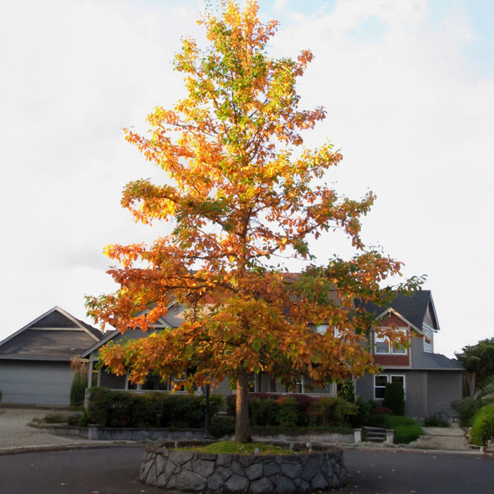 Swamp White Oak Tree