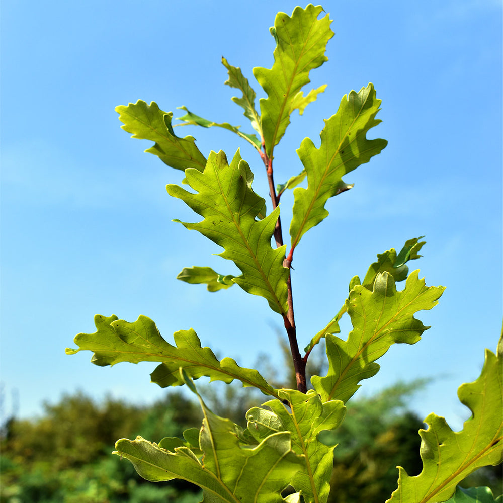Swamp White Oak Tree