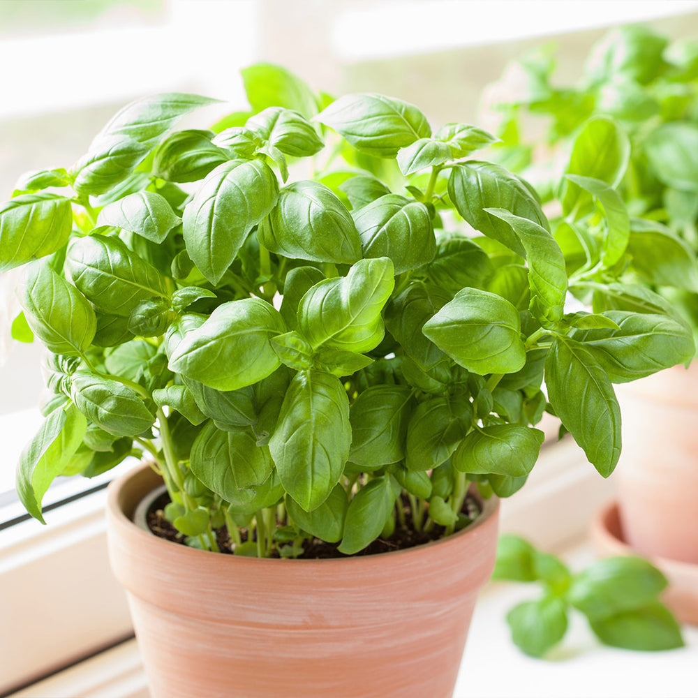 Start Fresh Organic Herb 4 Pack Plant