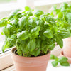 Sweet Basil Plant - USDA Organic