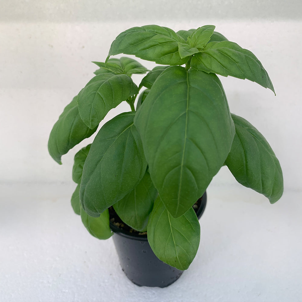 Sweet Basil Plant - USDA Organic