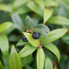 Proven Winners® Sweet & Lo™ Sweet Box Shrub
