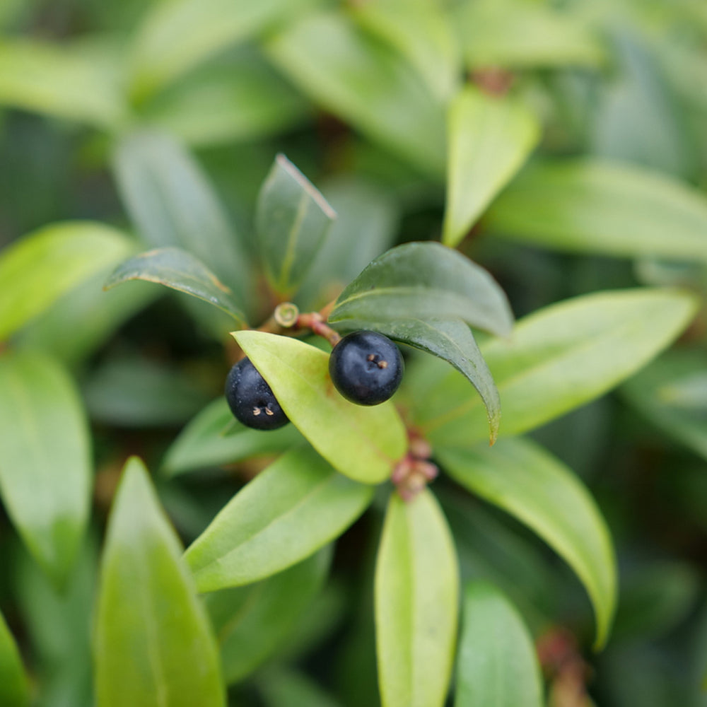 Proven Winners® Sweet & Lo™ Sweet Box Shrub