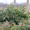 Proven Winners® Sweet & Lo™ Sweet Box Shrub