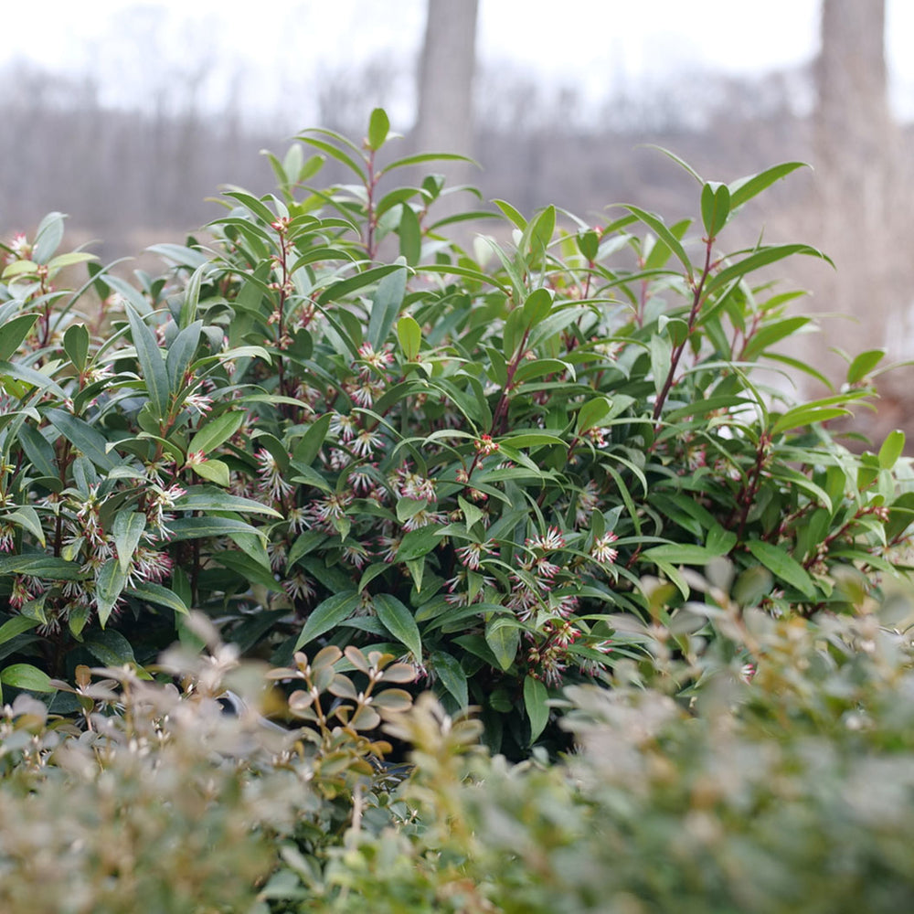 Proven Winners® Sweet & Lo™ Sweet Box Shrub