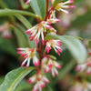 Proven Winners® Sweet & Lo™ Sweet Box Shrub