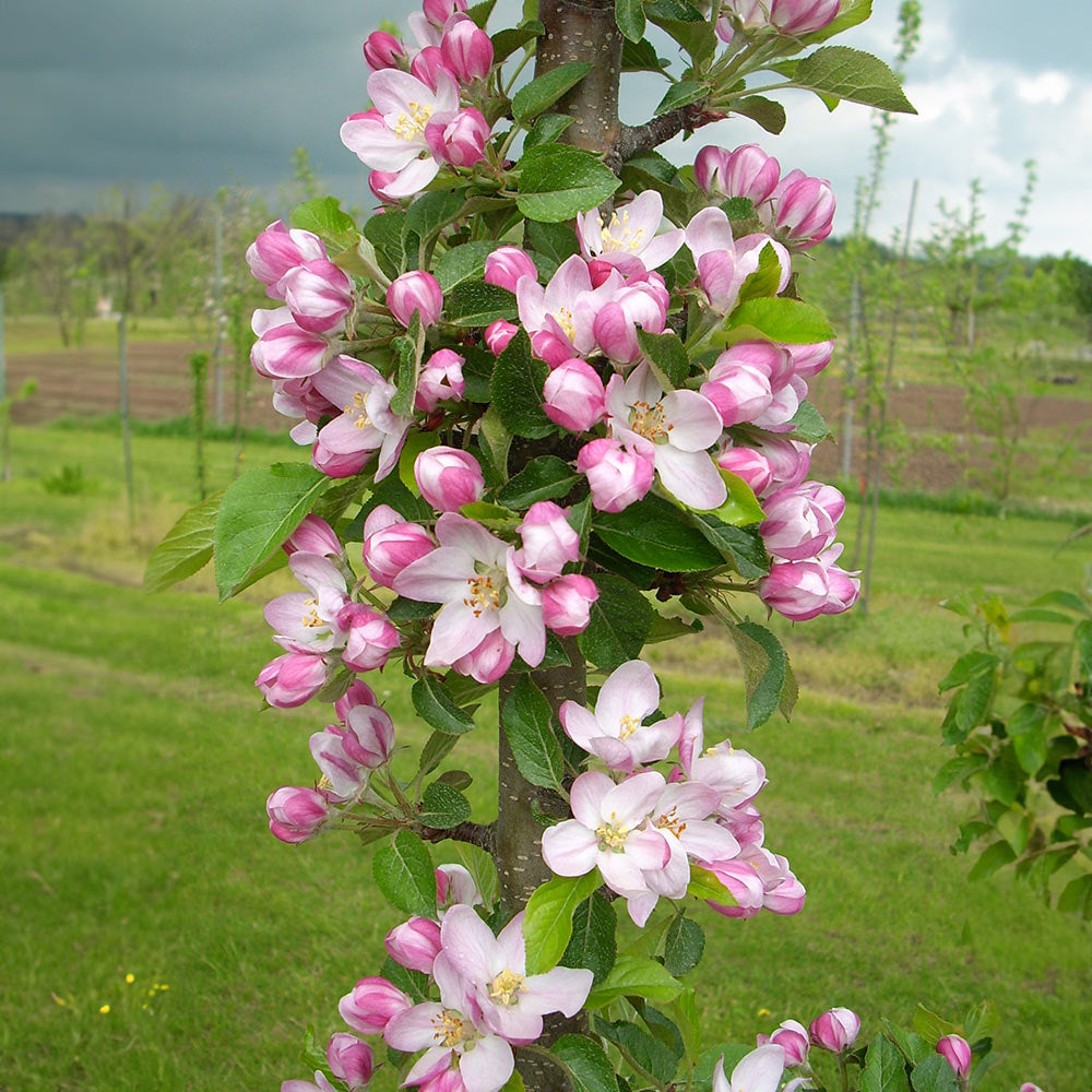 3-in-1 Fruit Snacks® Columnar Apple Tree