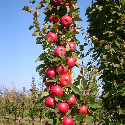 Fruit Snacks® Tasty Red™ Columnar Apple Tree