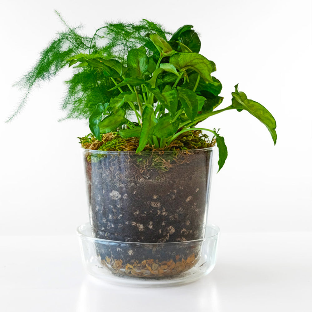 Tropical Desktop Garden Kit in Glass Planter