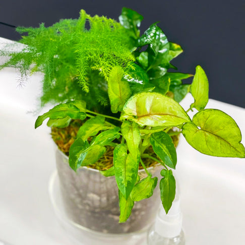 Tropical Desktop Garden Kit in Glass Planter