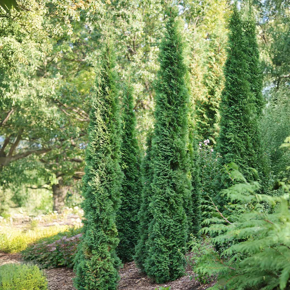 Full Speed A Hedge Thin Man Shrub