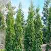Full Speed A Hedge Thin Man Shrub