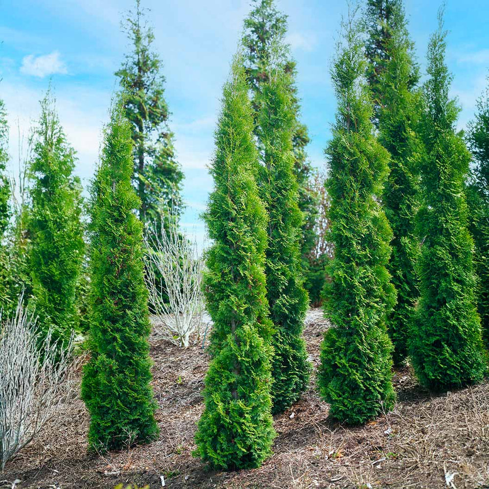 Full Speed A Hedge Thin Man Shrub