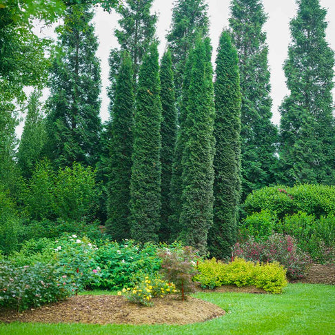 Full Speed A Hedge Thin Man Shrub