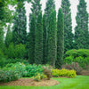 Full Speed A Hedge Thin Man Shrub
