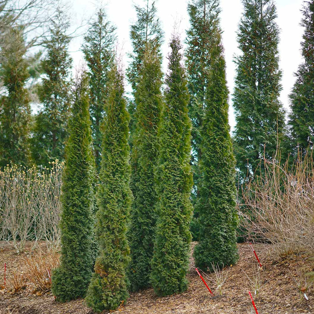 Full Speed A Hedge Thin Man Shrub