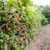 Triple Crown Blackberry Bush