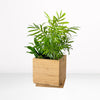 Gardenuity® Tropical Desktop Garden Kit in Bamboo Planter