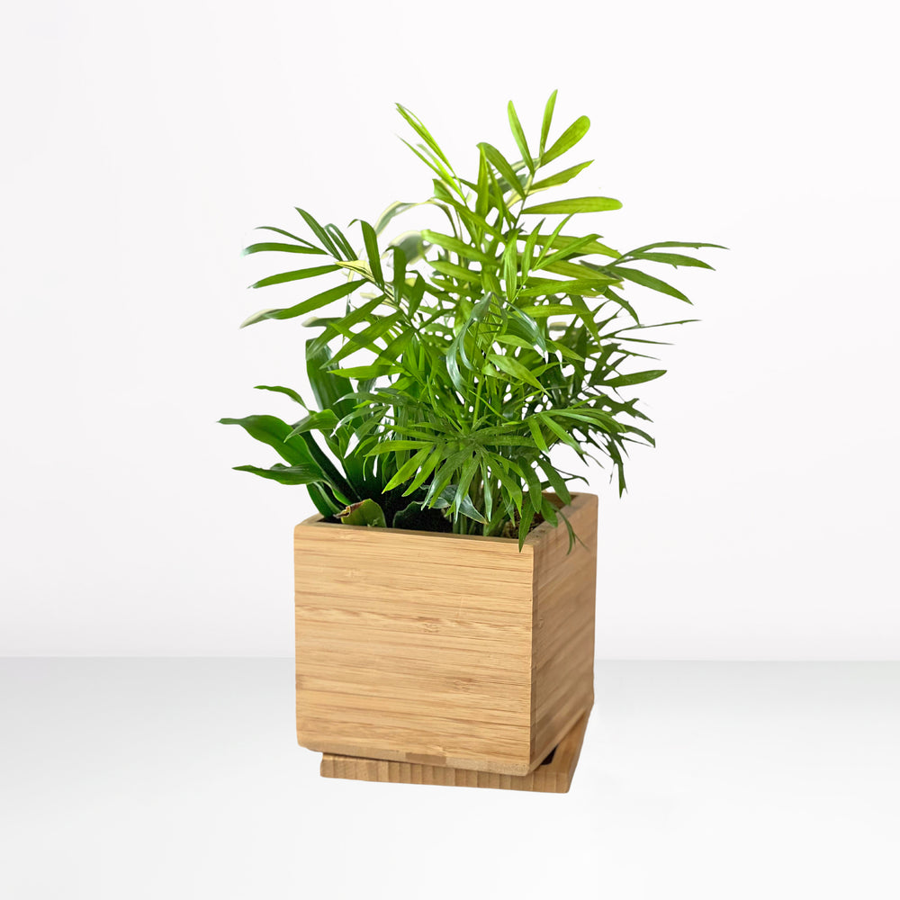 Gardenuity® Tropical Desktop Garden Kit in Bamboo Planter