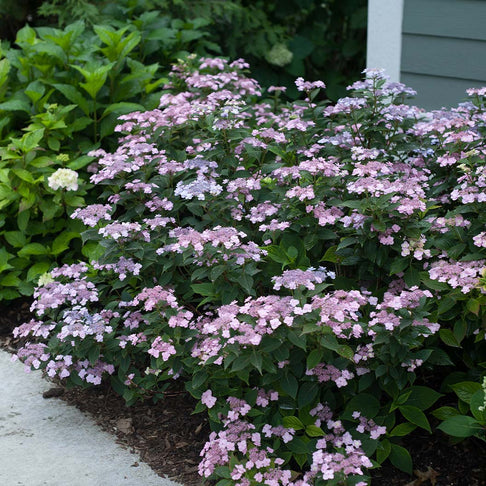Proven Winners® Tiny Tuff Stuff™ Hydrangea Shrub