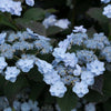 Proven Winners® Tiny Tuff Stuff™ Hydrangea Shrub