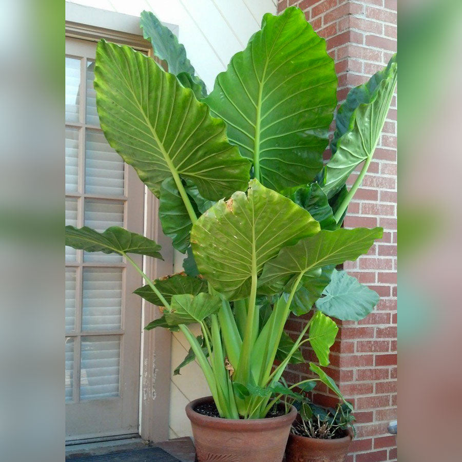 Upright Elephant Ear